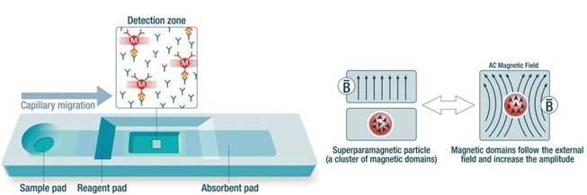 順磁微球免疫層析定量檢測技術(shù)平臺(tái)